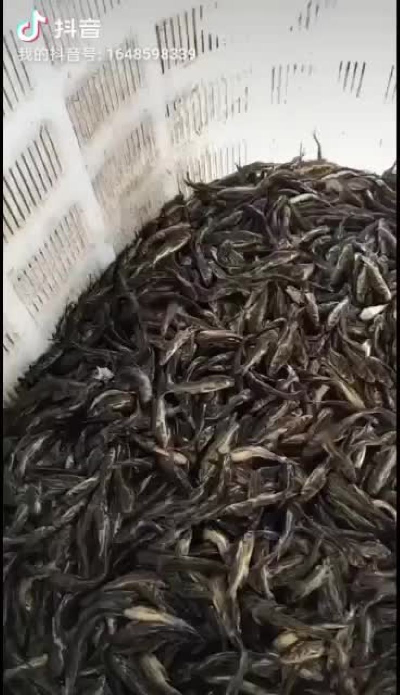 黄骨鱼苗黄颡鱼苗