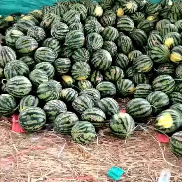 西瓜~甜王