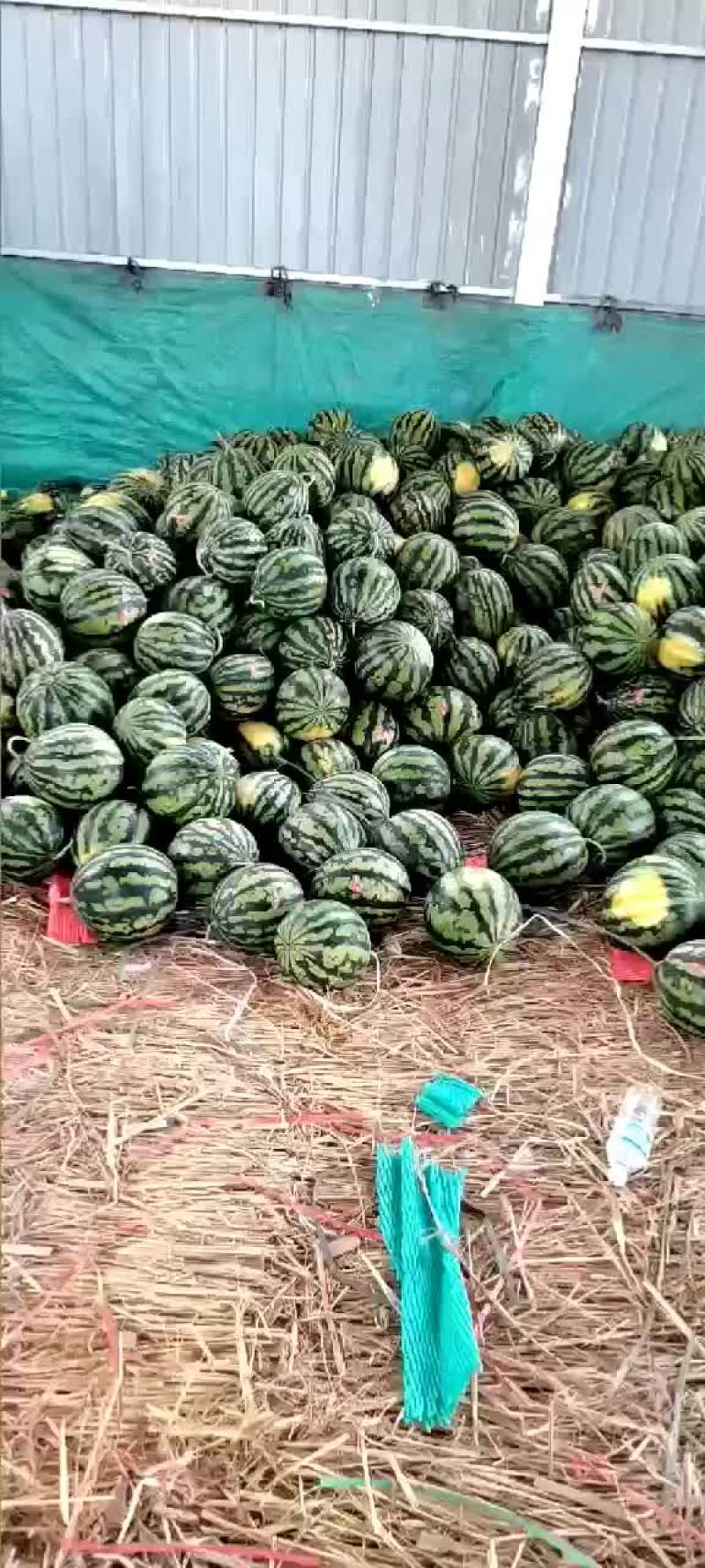 西瓜~甜王