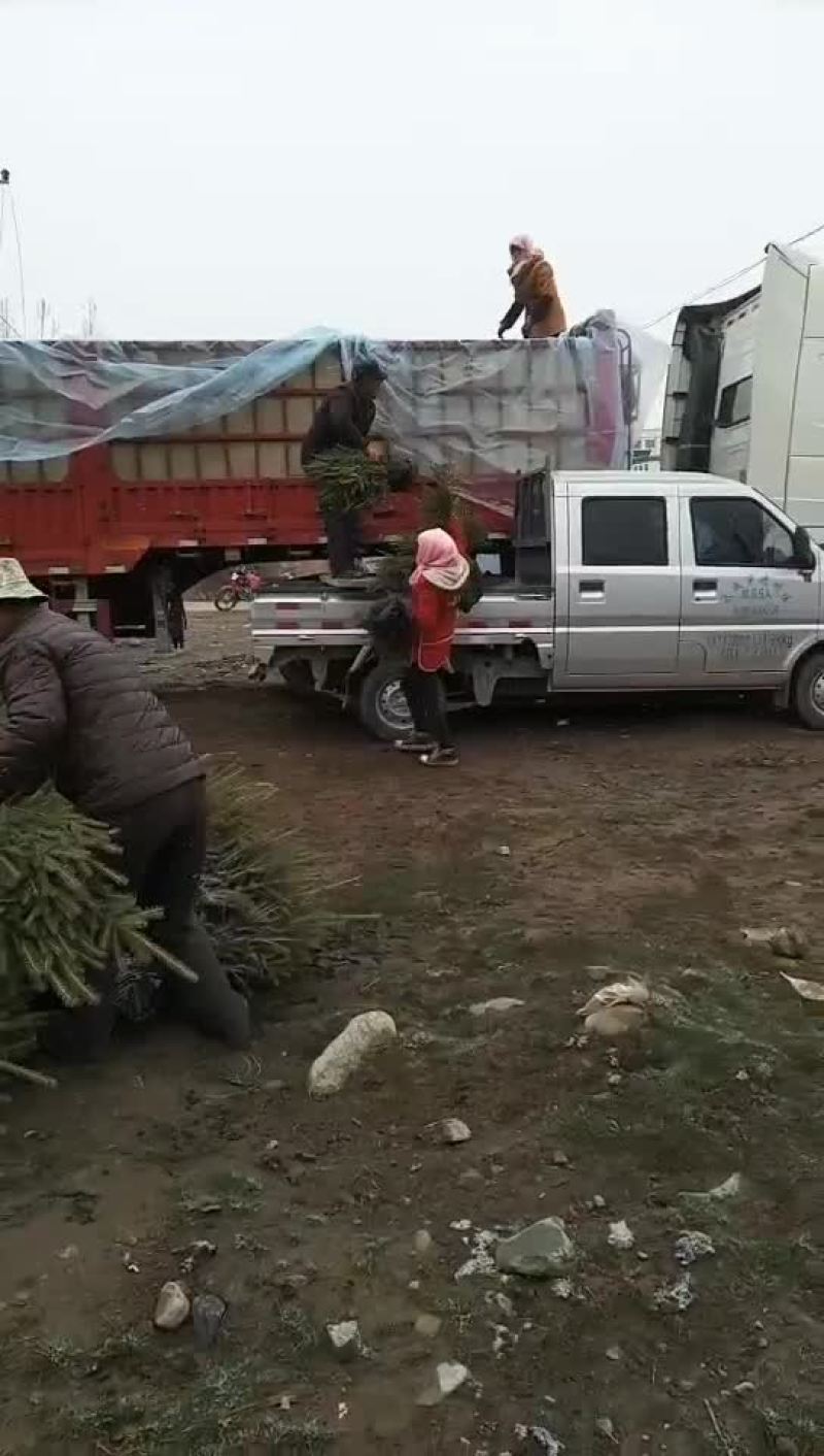 小云杉，云杉，绿化苗木