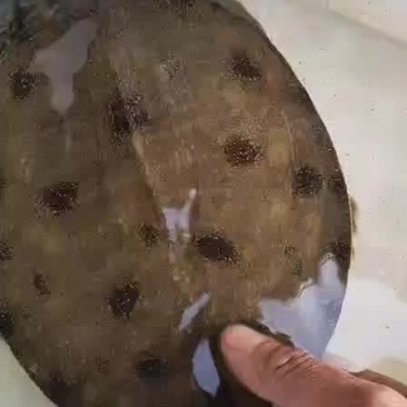 纯正