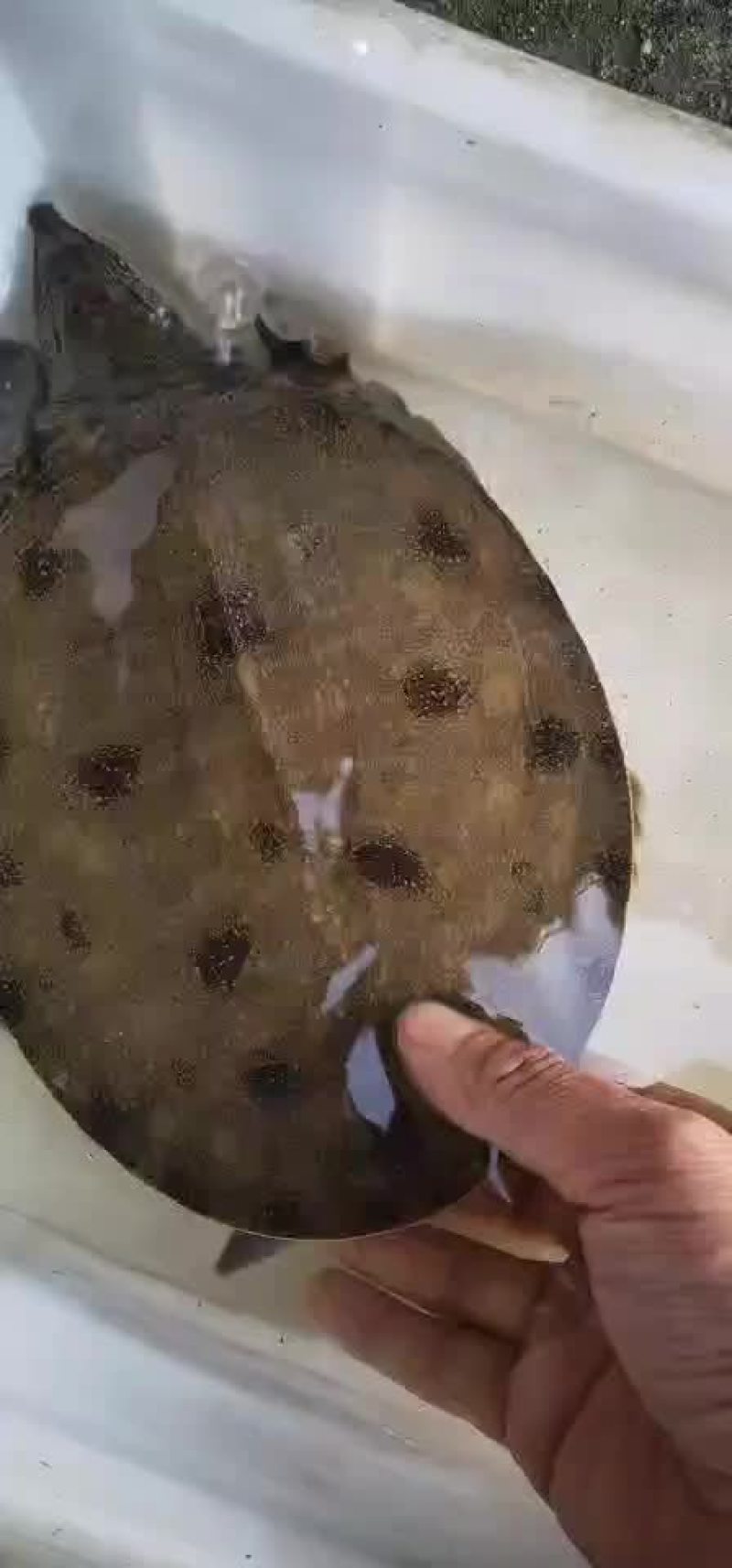 纯正