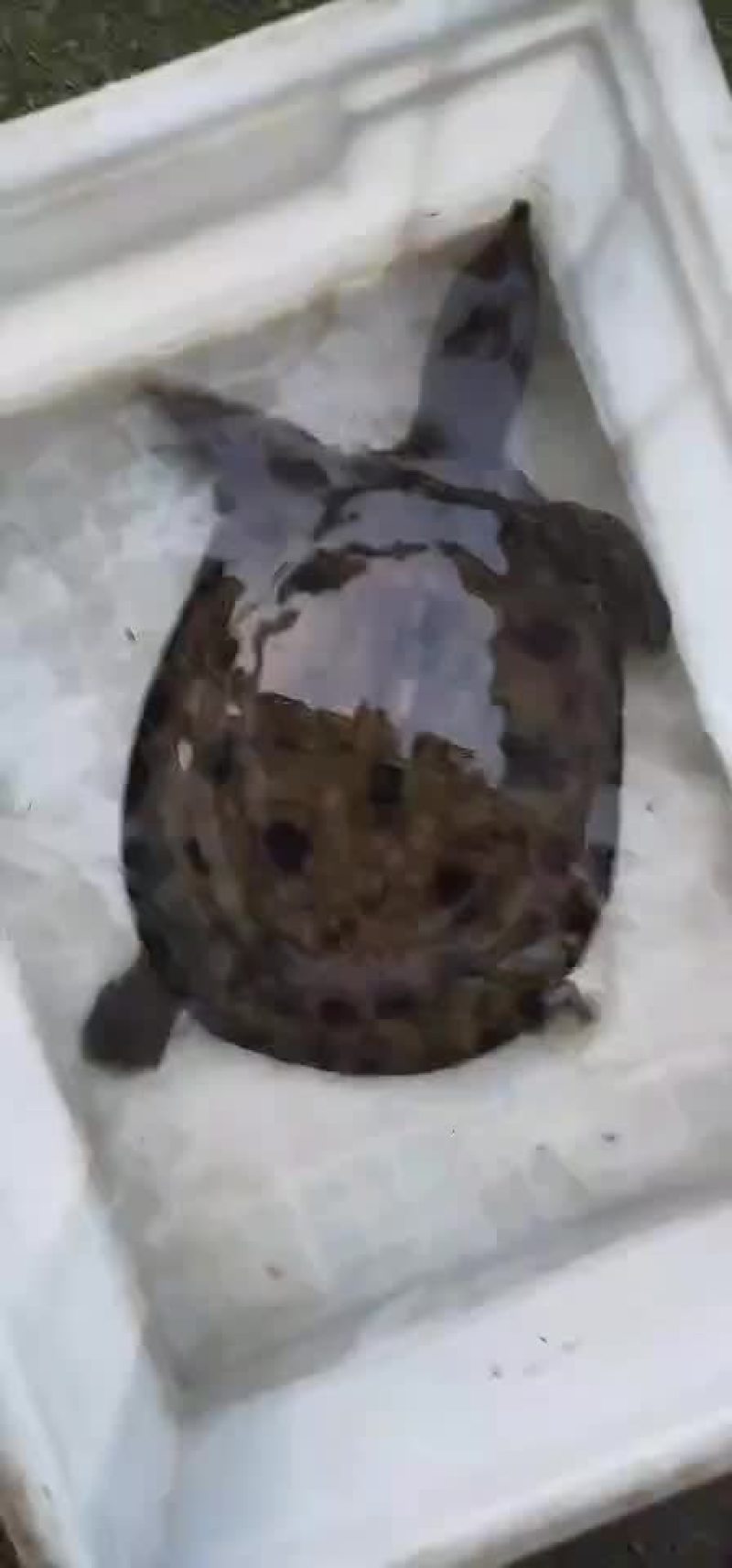 纯正