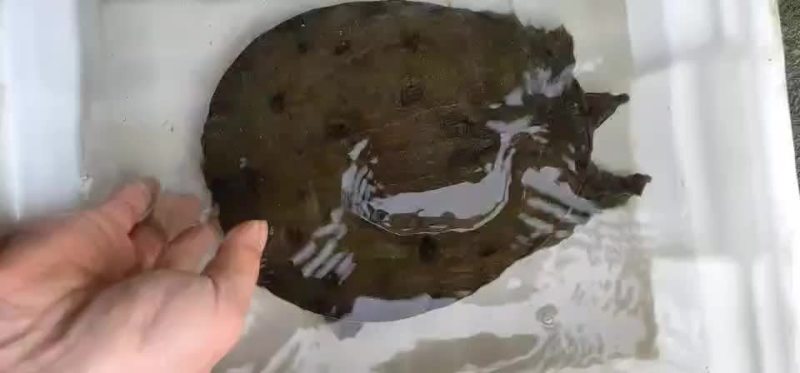 纯正