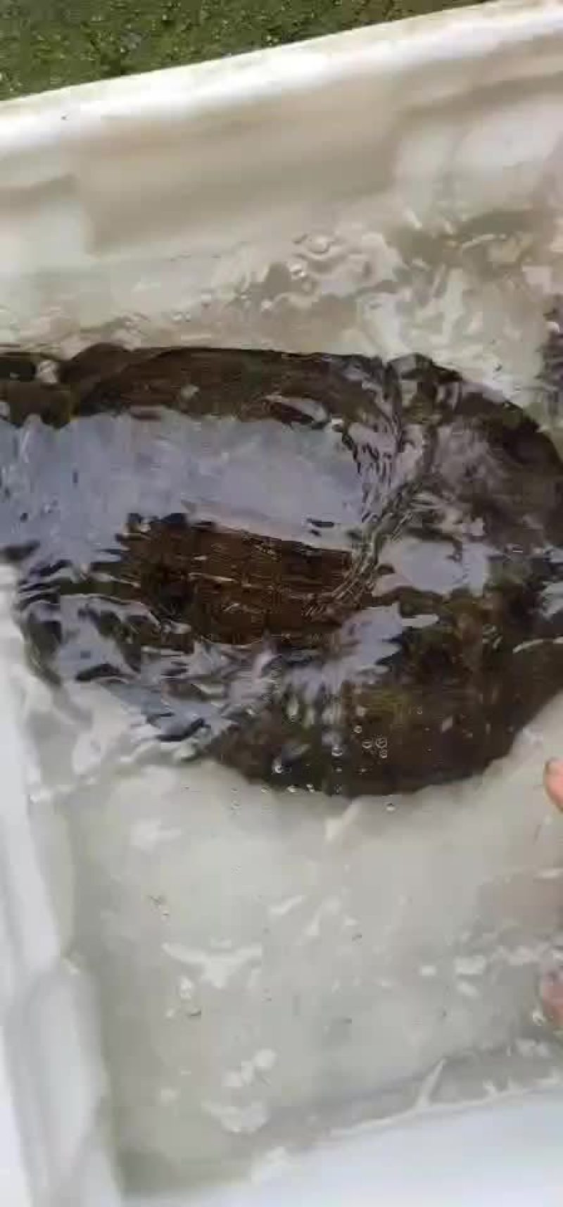 纯正