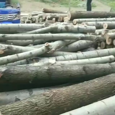 大量出售杨树
