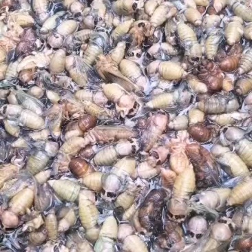 白蝉，银蝉脱壳金蝉