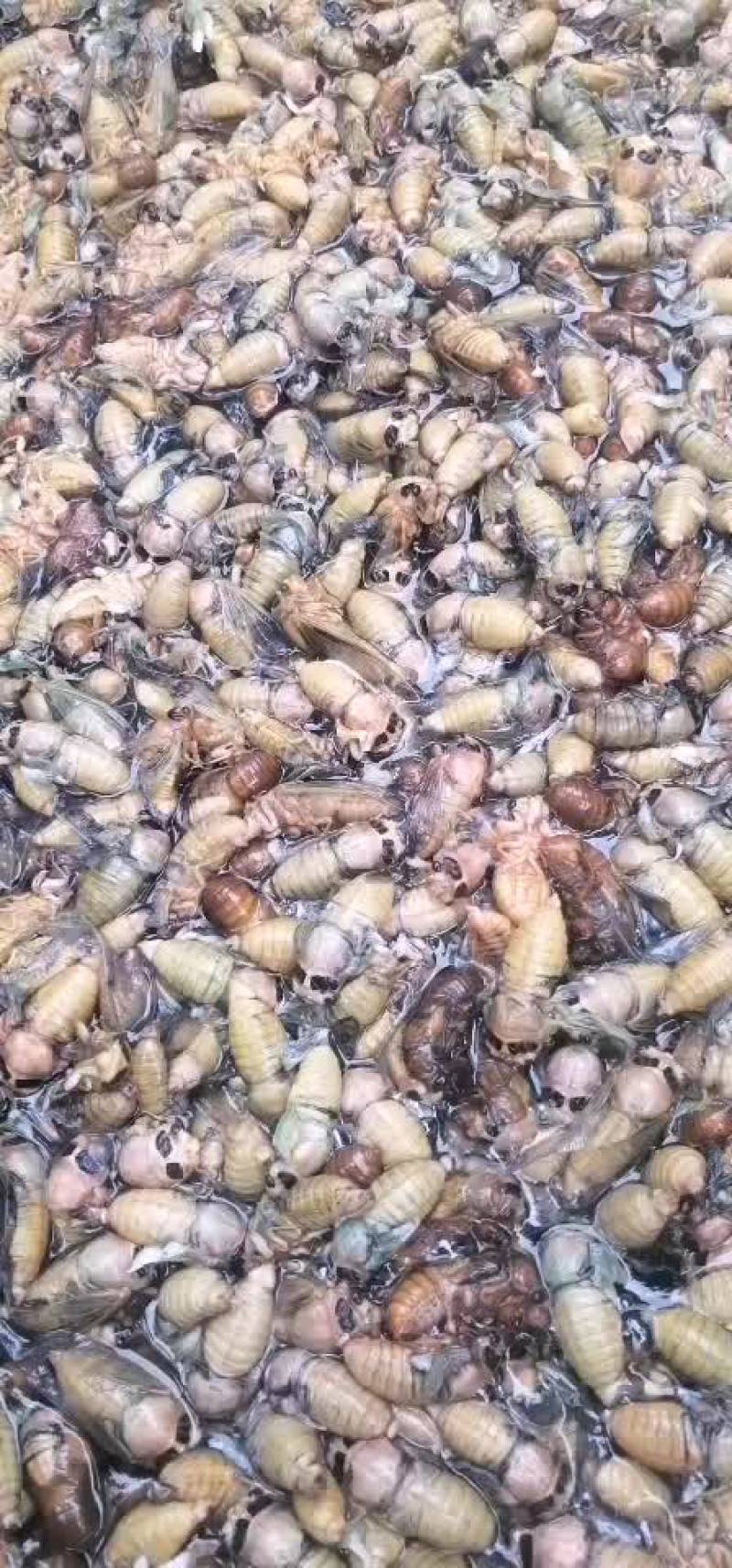 白蝉，银蝉脱壳金蝉