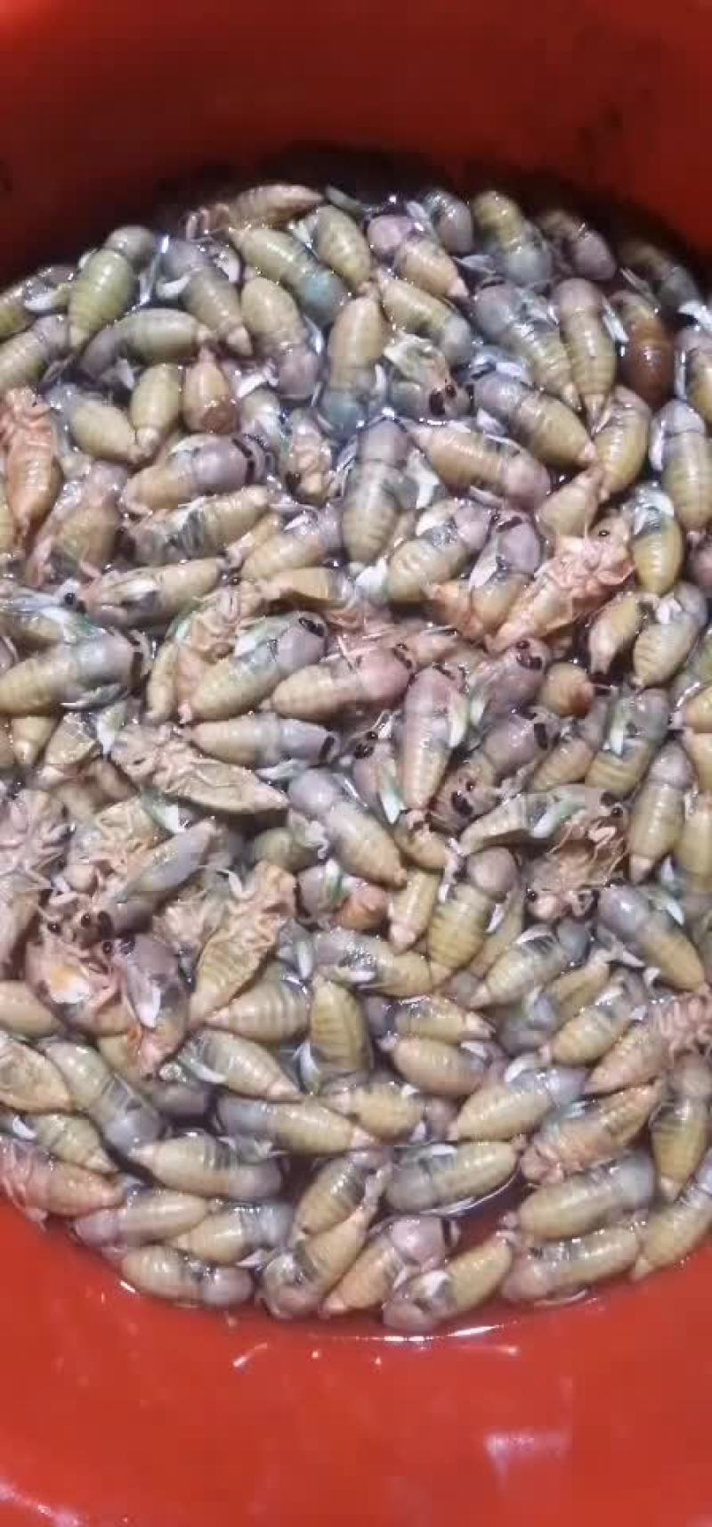 白蝉，银蝉脱壳金蝉