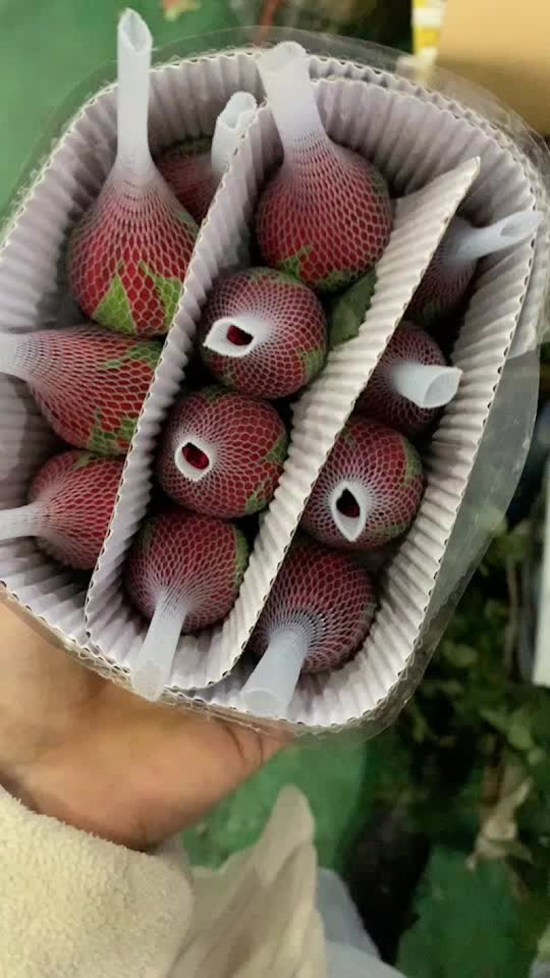 云南鲜花基地红玫瑰卡罗拉批发