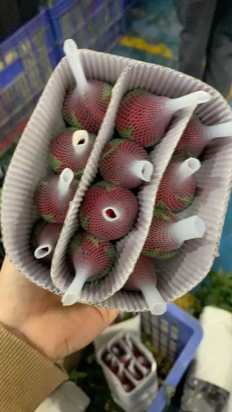 云南鲜花基地红玫瑰卡罗拉批发