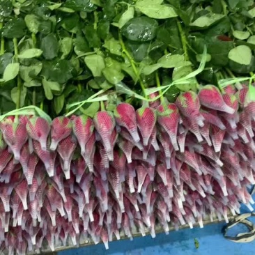 云南鲜花基地红玫瑰卡罗拉批发