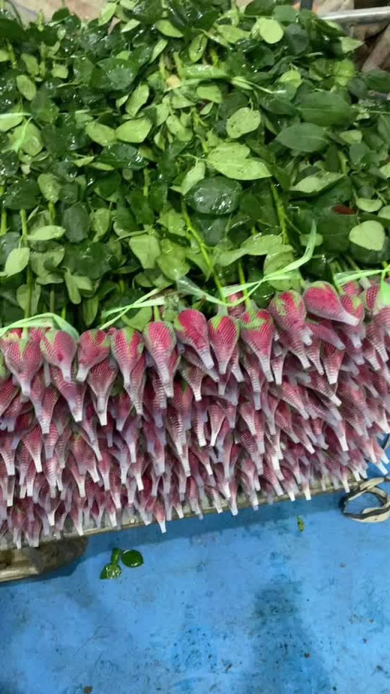 云南鲜花基地红玫瑰卡罗拉批发