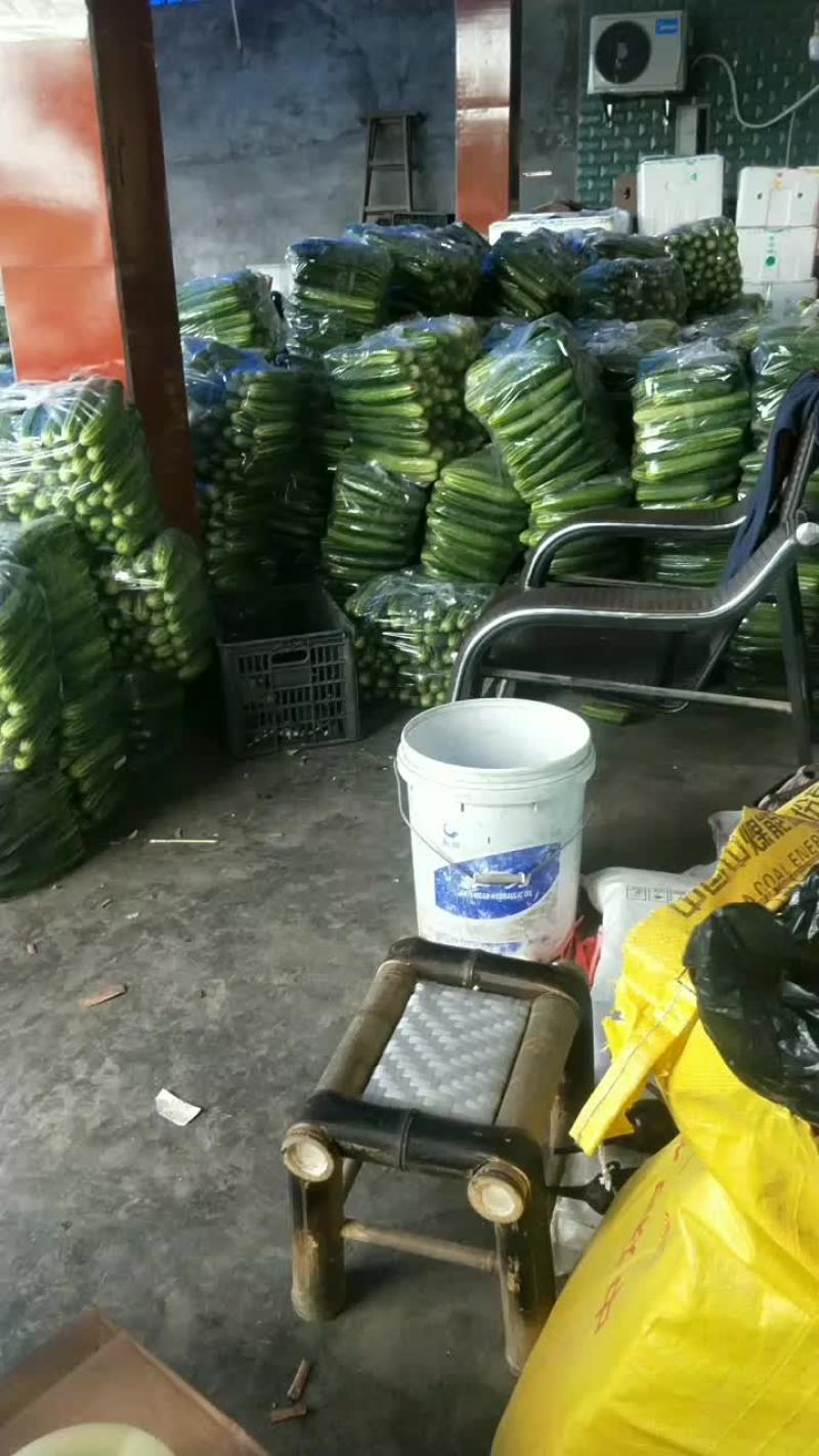燕白黄瓜，物美价廉，品直好，