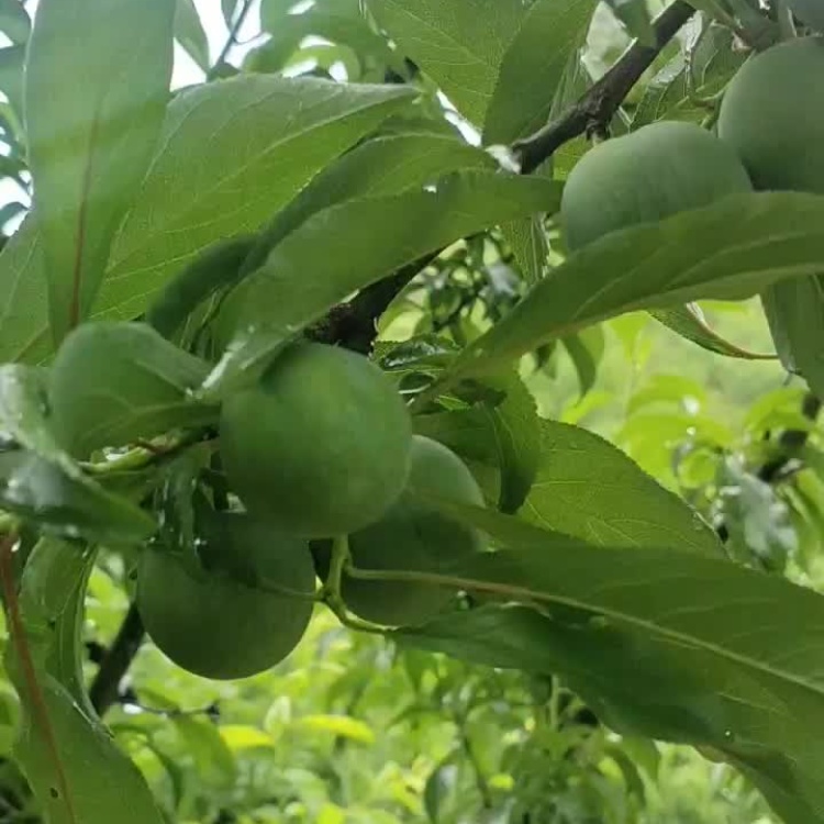 貴州六馬四月李脫骨李子