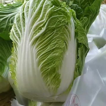 白菜，黄心大白菜大量现货供应中，质量好，价格便宜，量大了