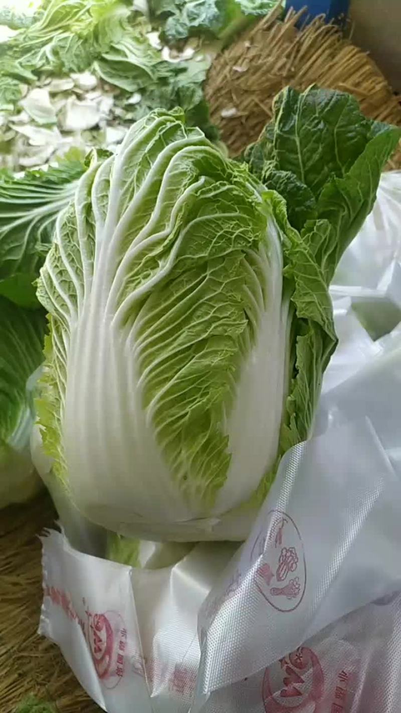 白菜，黄心大白菜大量现货供应中，质量好，价格便宜，量大了