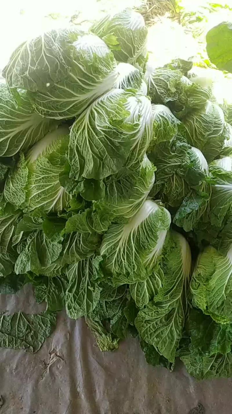 白菜，黄心大白菜大量现货供应中，质量好，价格便宜，量大了