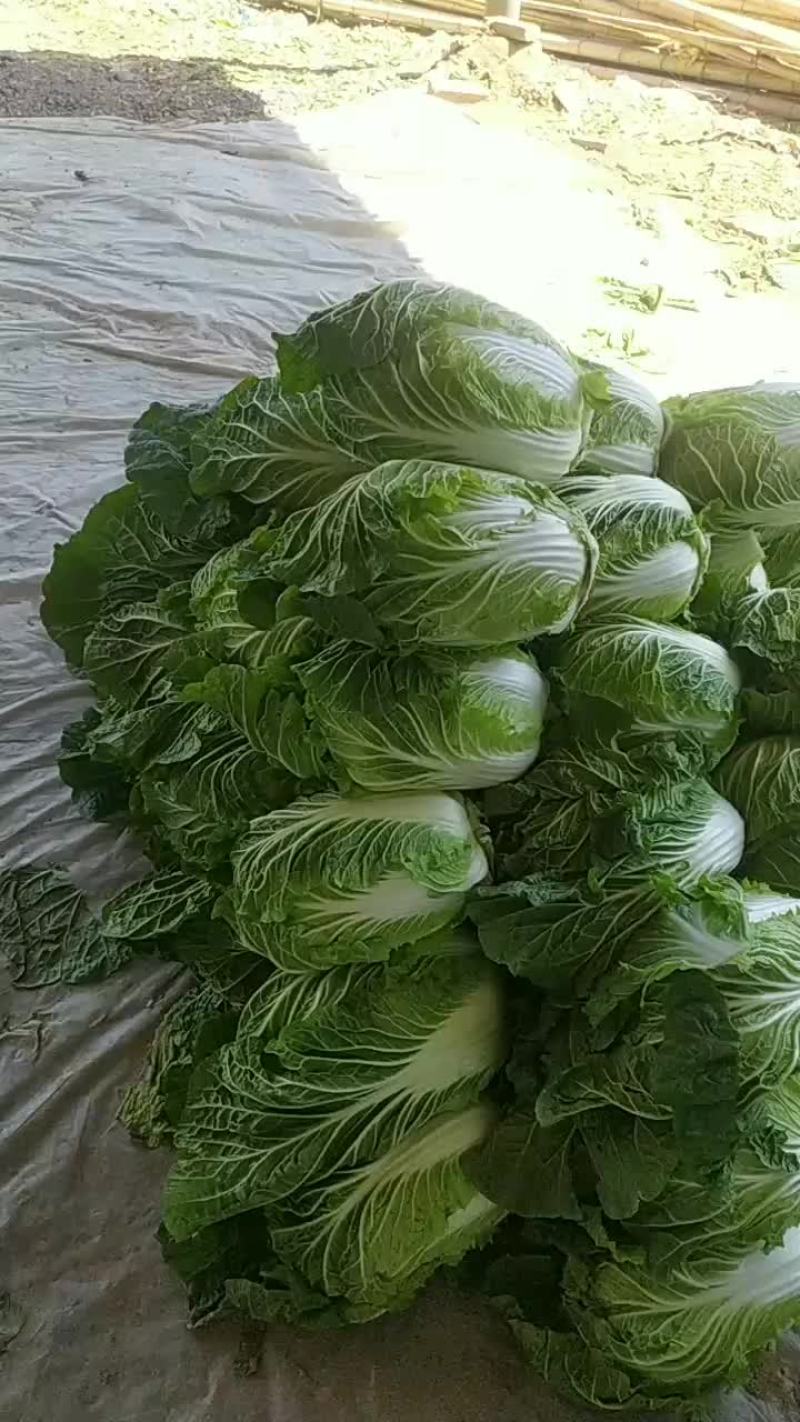 白菜，黄心大白菜大量现货供应中，质量好，价格便宜，量大了