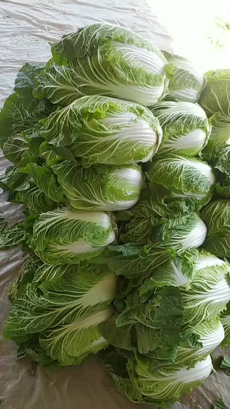 白菜，黄心大白菜大量现货供应中，质量好，价格便宜，量大了