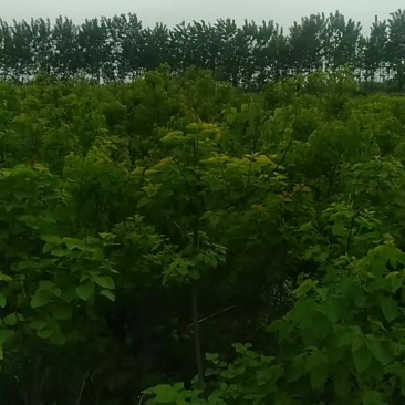 乌桕树苗
