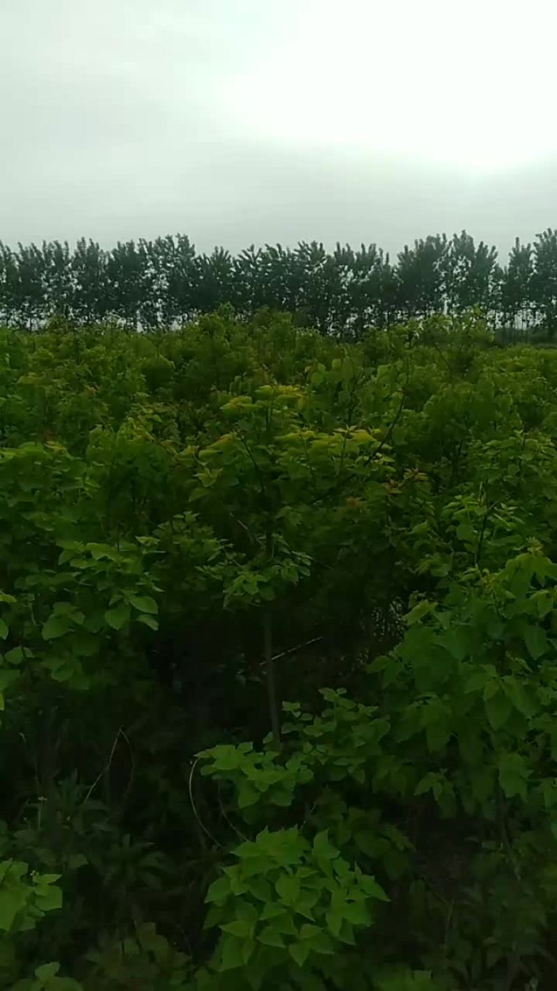 乌桕树苗