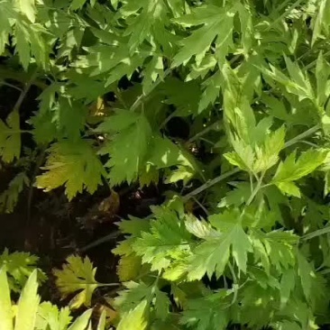 正宗蕲艾草养生保健必不可少的药材，大健健产业发展前景好，