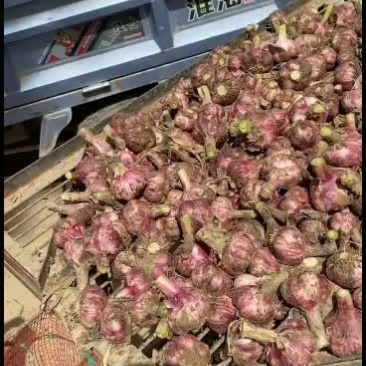 2021年新鲜大蒜，中熟蒜适合腌制糖蒜