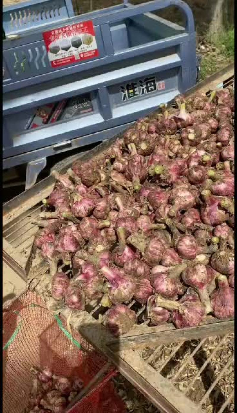 2021年新鲜大蒜，中熟蒜适合腌制糖蒜