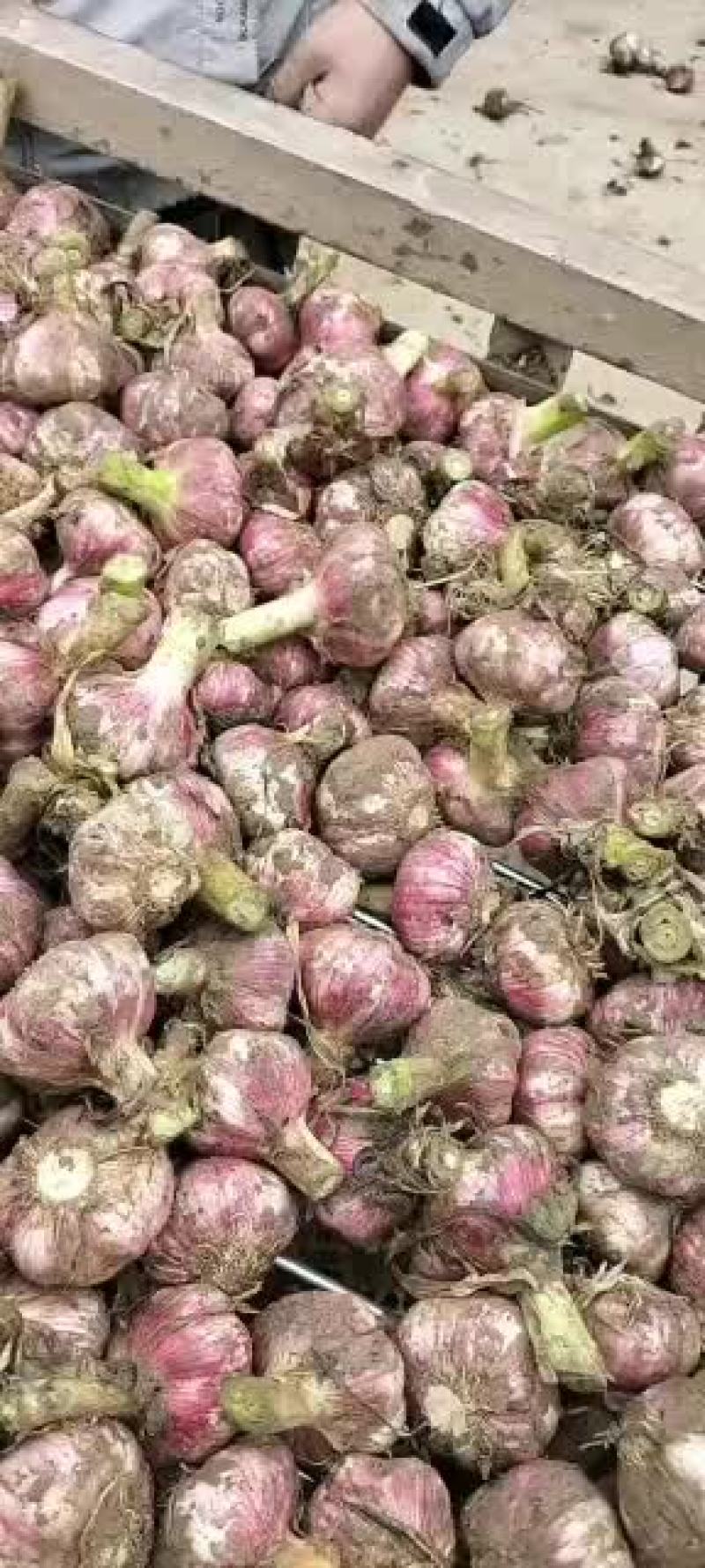 2021年新鲜大蒜，中熟蒜适合腌制糖蒜