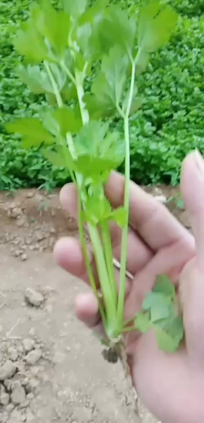 优质皇玉芹菜苗出售