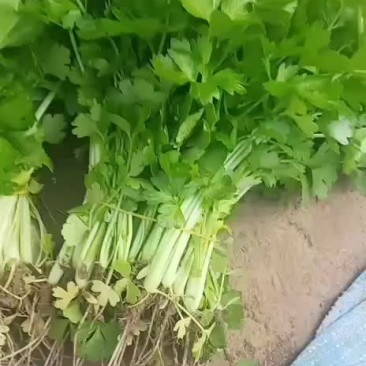 优质皇玉芹菜苗出售
