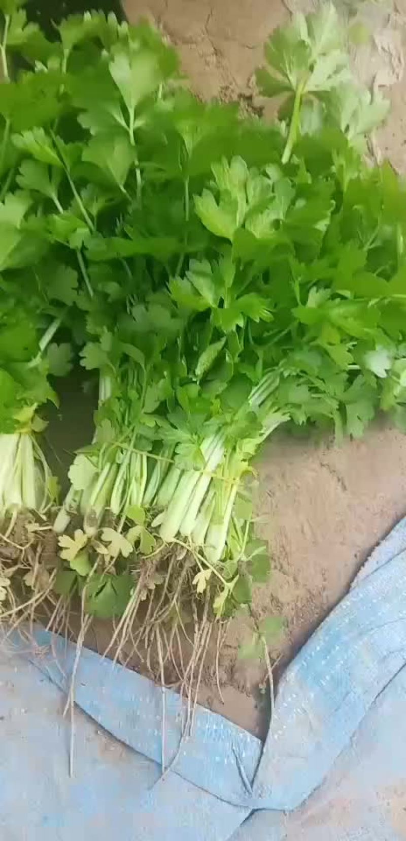 优质皇玉芹菜苗出售