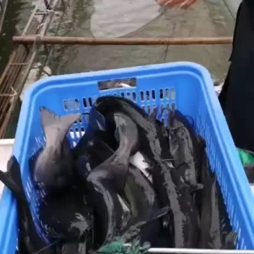网箱叉尾