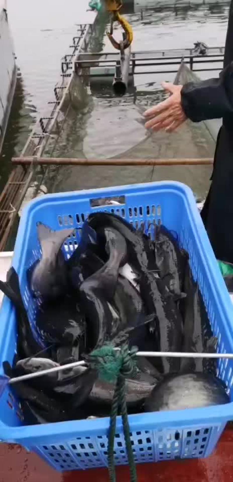 网箱叉尾