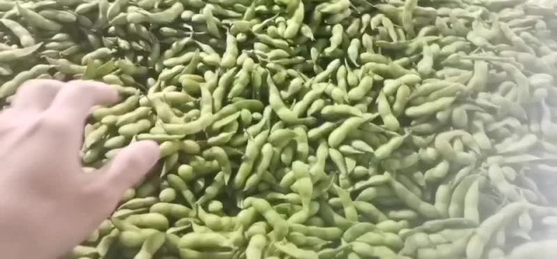 海南64毛豆大量供应，有需要的客户联系