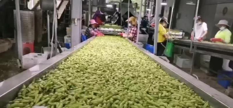 海南64毛豆大量供应，有需要的客户联系