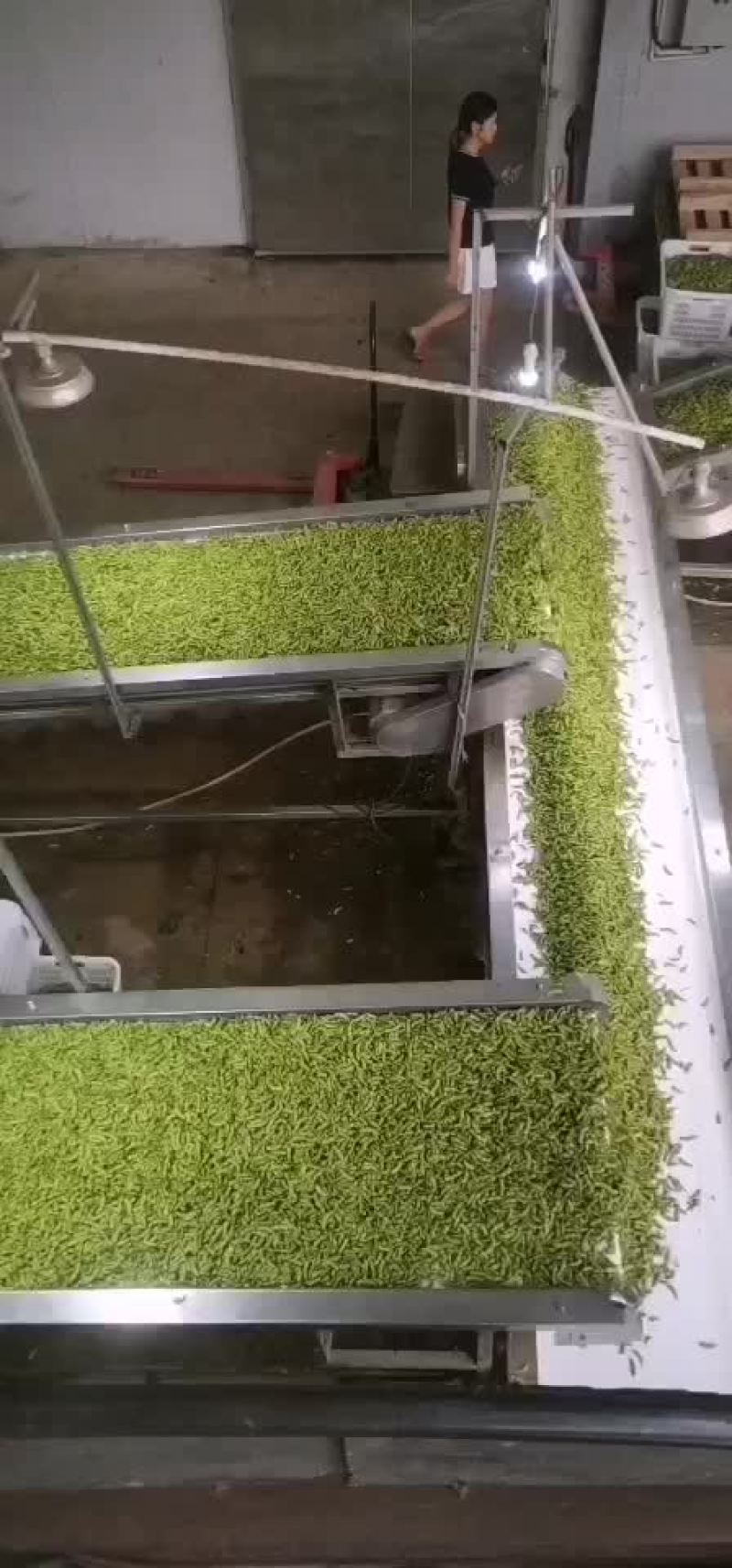 海南64毛豆大量供应，有需要的客户联系