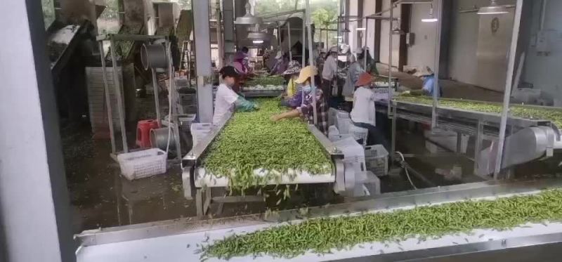 海南64毛豆大量供应，有需要的客户联系