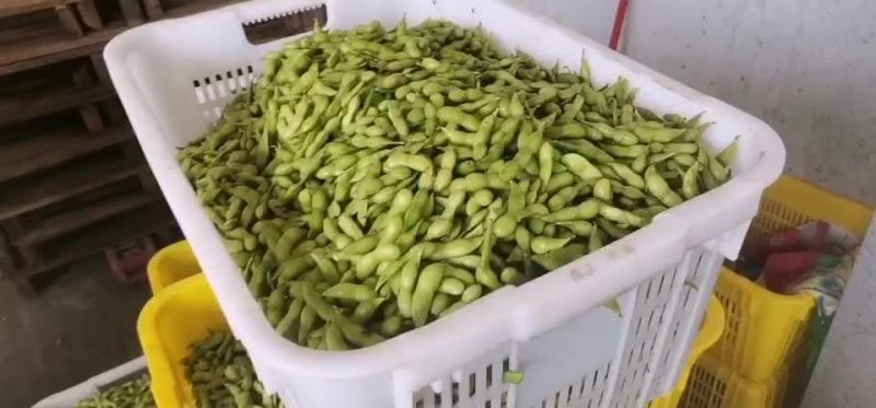 海南64毛豆大量供应，有需要的客户联系