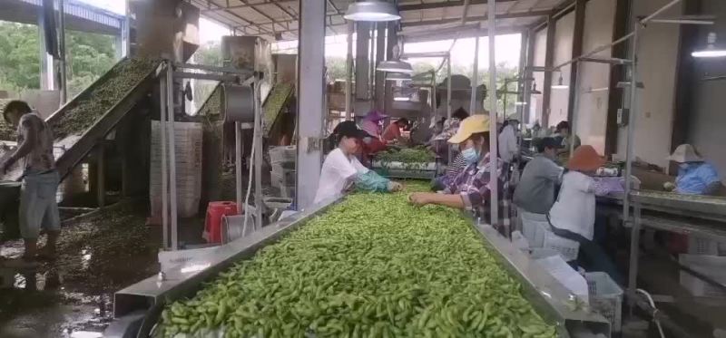 海南64毛豆大量供应，有需要的客户联系