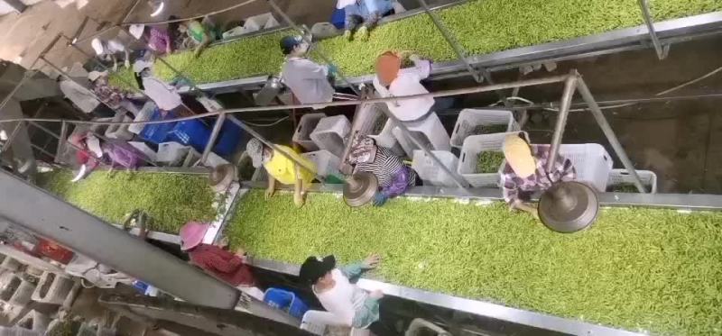 海南64毛豆大量供应，有需要的客户联系
