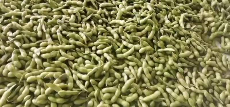 海南64毛豆大量供应，有需要的客户联系