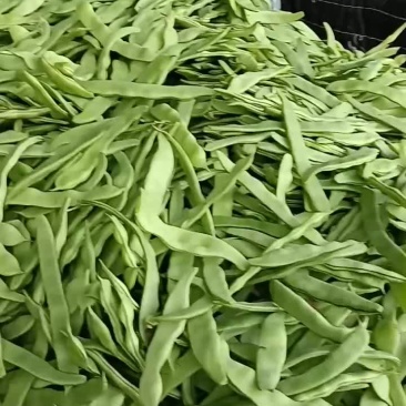 大扁芸豆