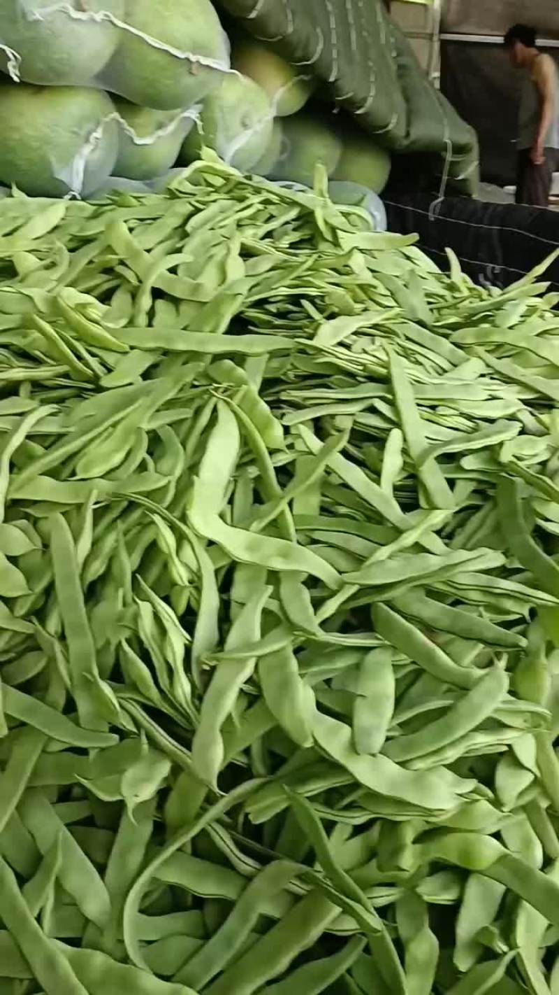 大扁芸豆