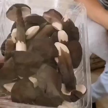 鸡枞菇