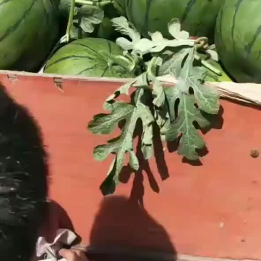西瓜