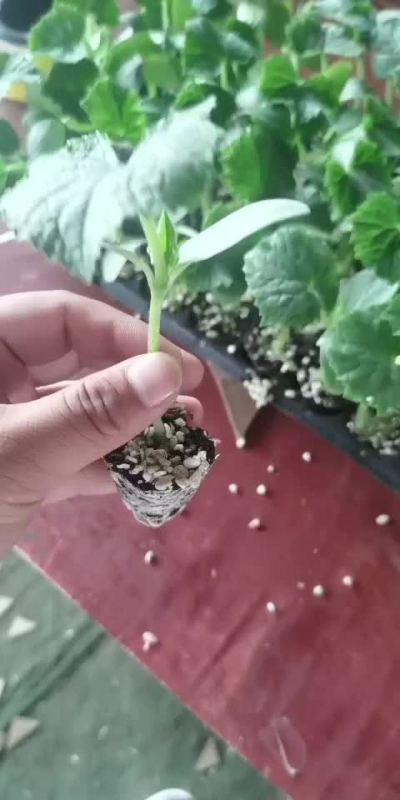 直杆荷兰小黄瓜苗
