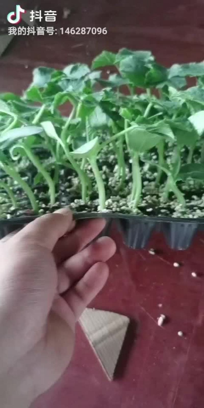 直杆荷兰小黄瓜苗