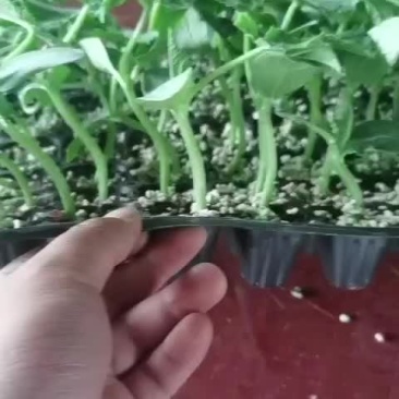 直杆荷兰小黄瓜苗